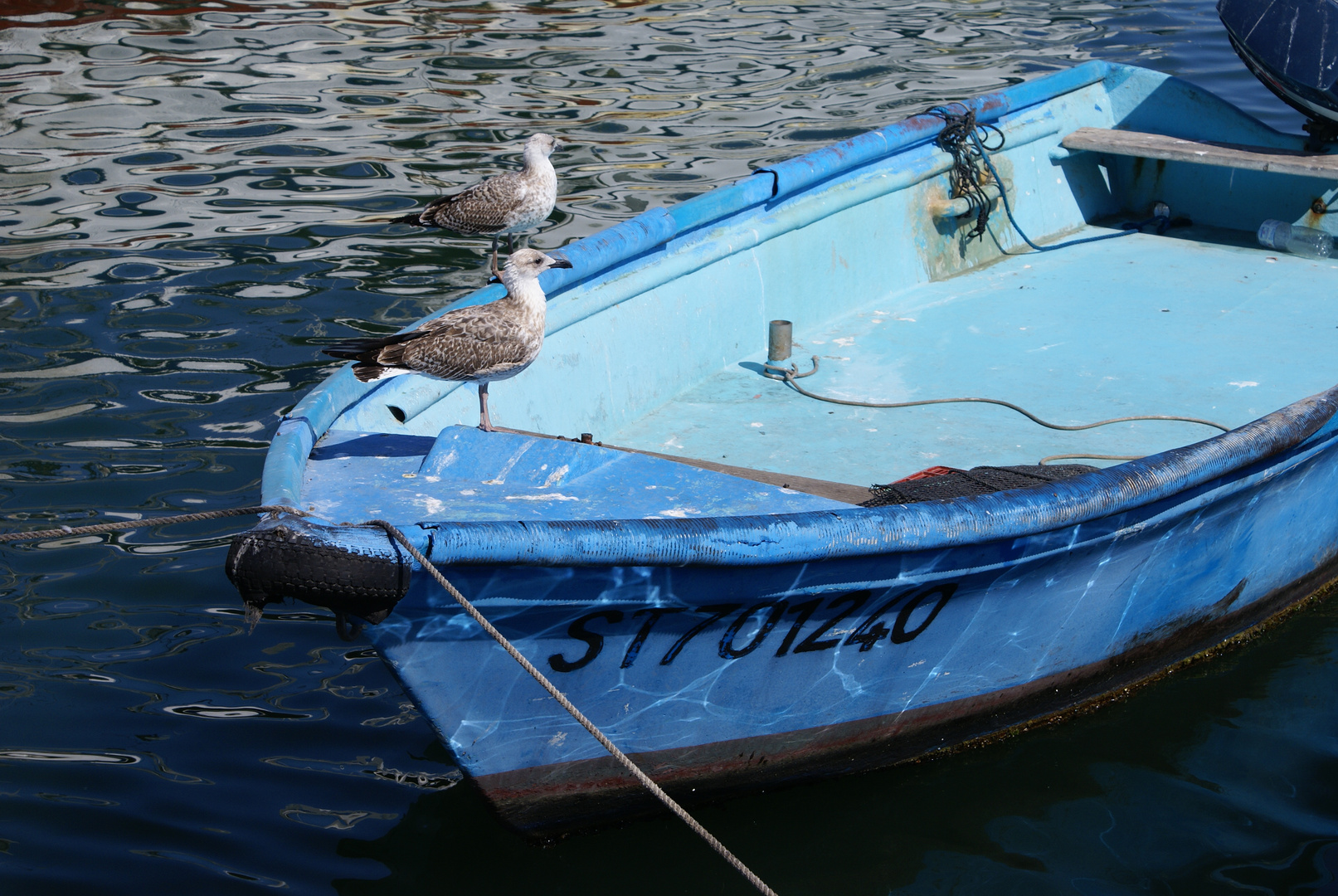 Meer - Boot - Möven