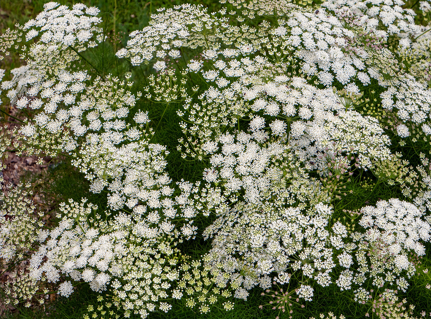 meer der blüten...