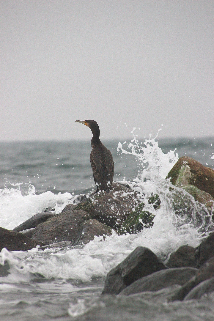 Meer des Kormoran 