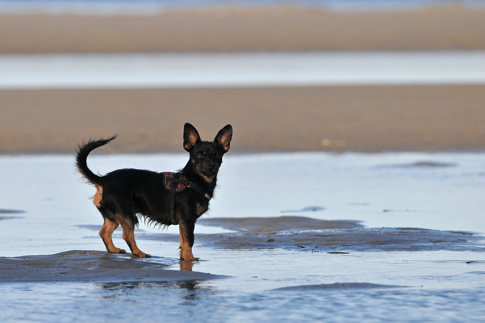 Meer – Hund