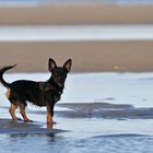 Meer – Hund