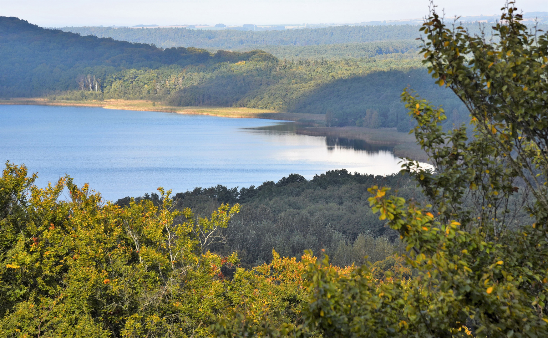 Meer im Wald