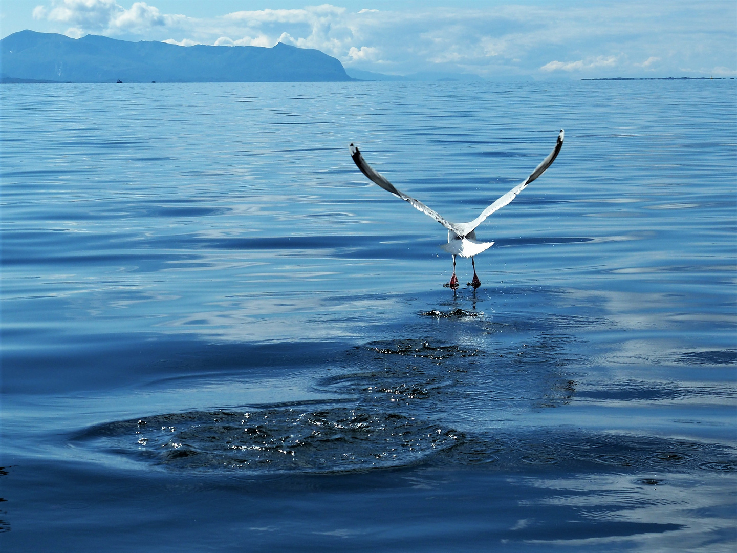 Meer mit Möwe