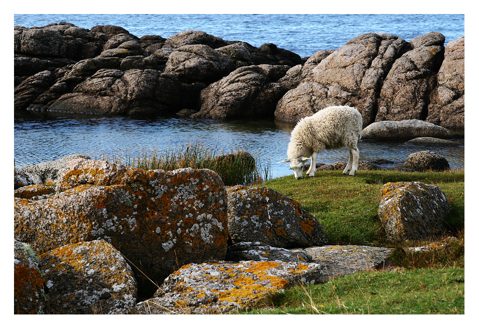 Meer mit Schaf