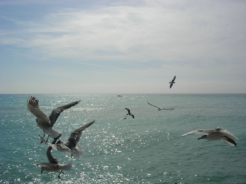 meer möwen in bella liguria