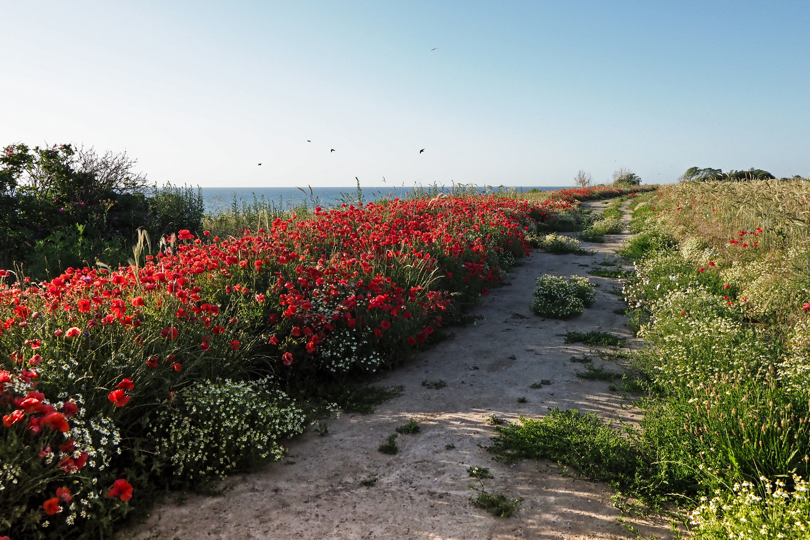 Meer. Mohn