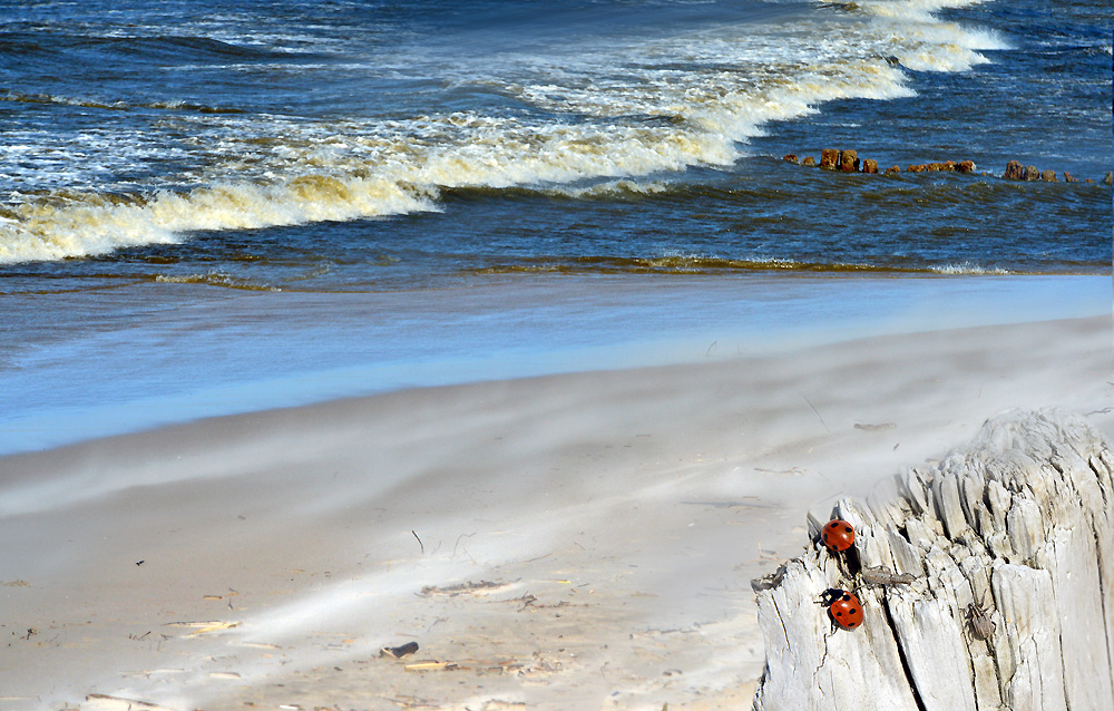 Meer, Strand, Wind und Dünen an der Ostsee