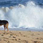 Meer und Hund