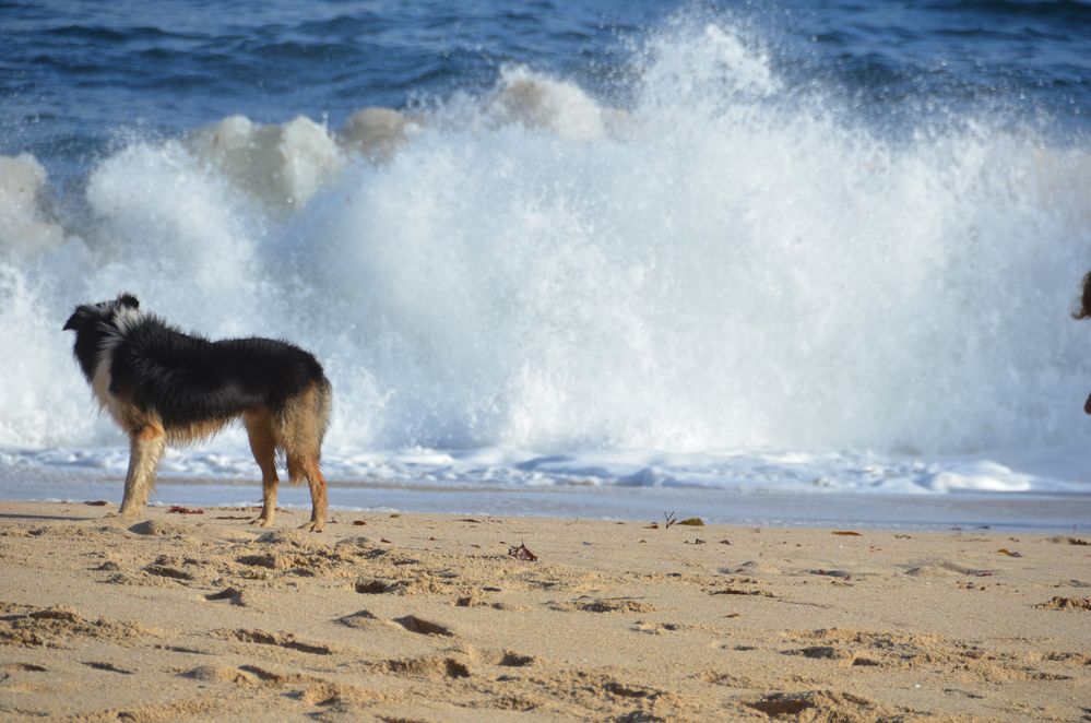 Meer und Hund