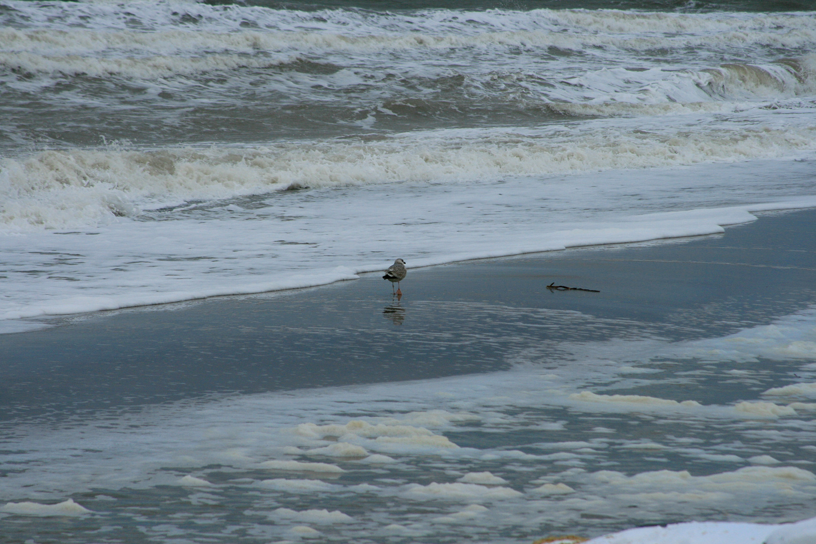 Meer und Möwe