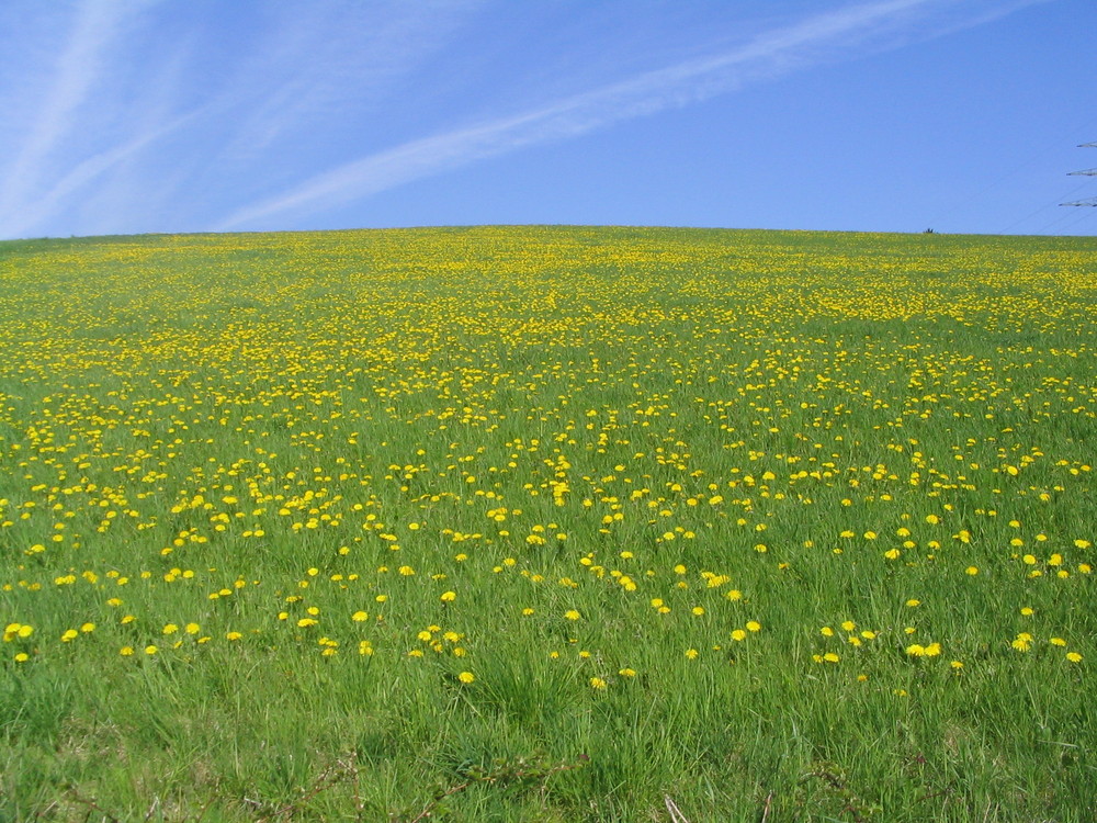 Meer von Löwenzahn.