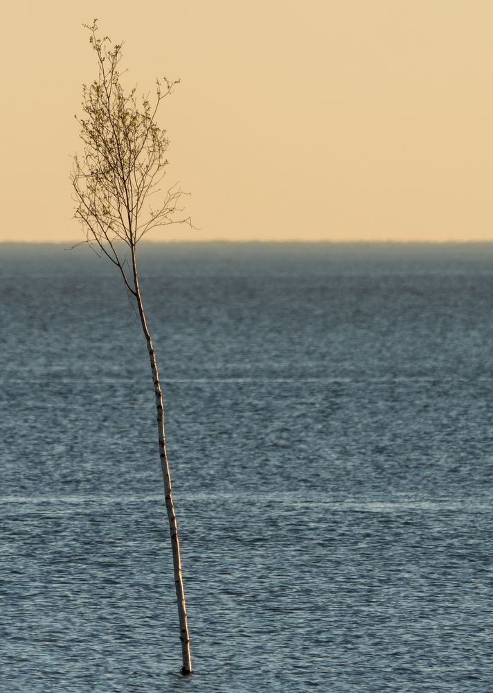 Meerbaum