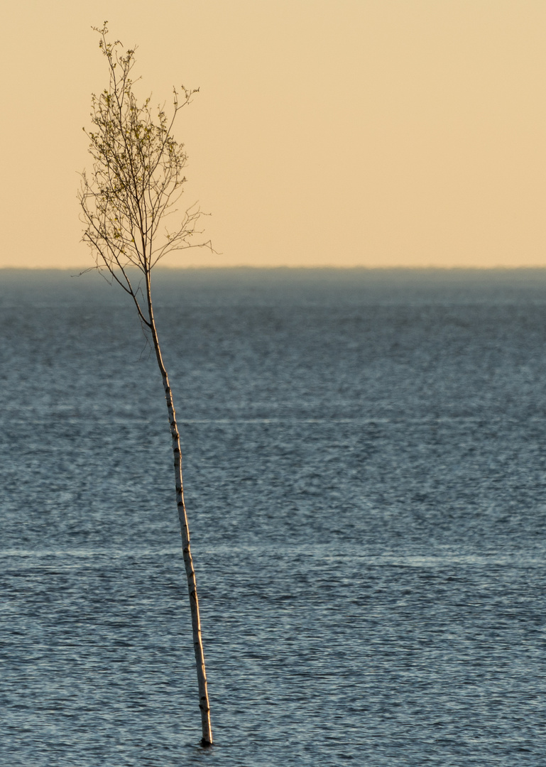 Meerbaum