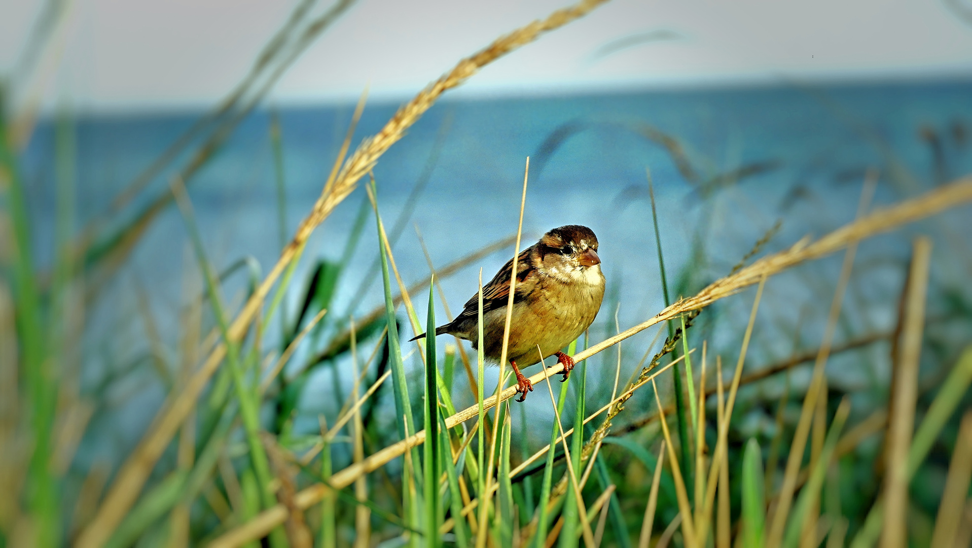 Meerblick