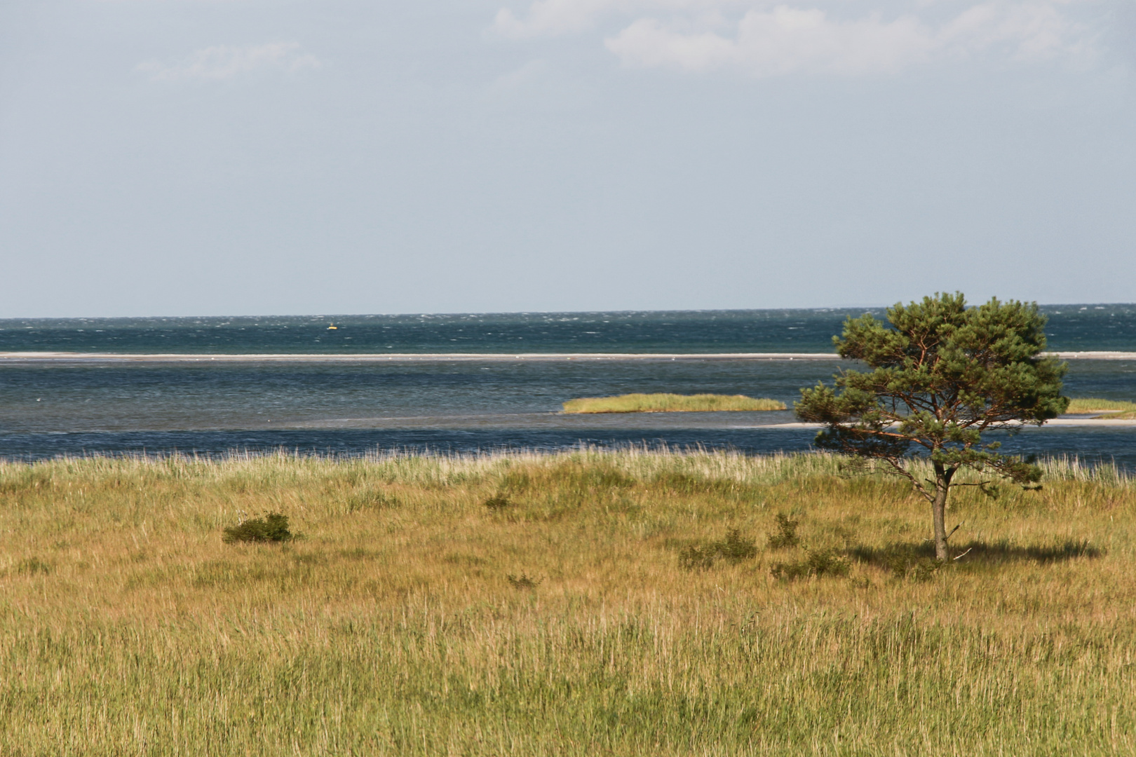 Meerblick mit Baum