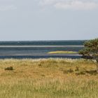 Meerblick mit Baum