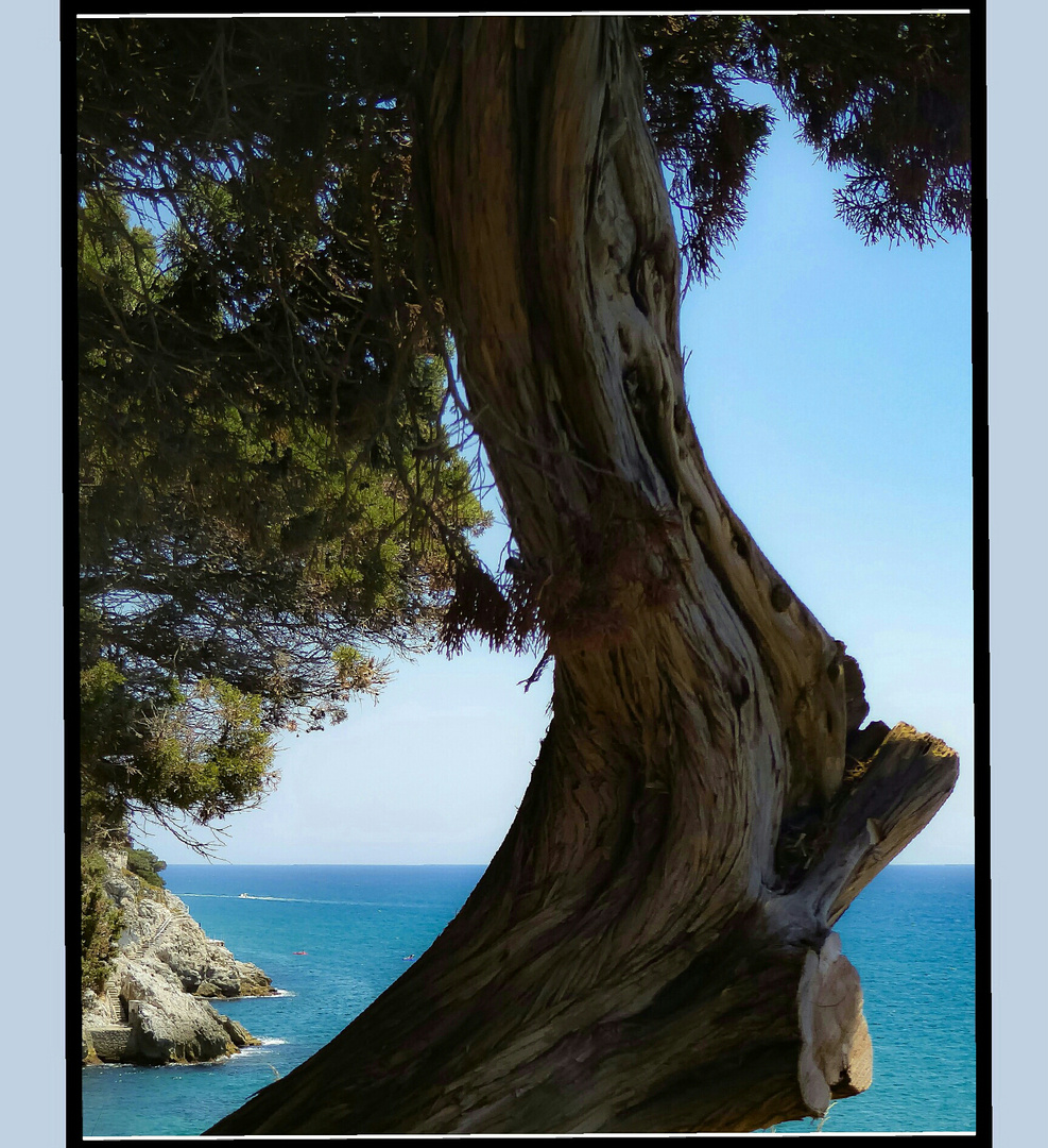 _+_+_+_+_= Meerblick mit Baum in Latium 