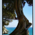 _+_+_+_+_= Meerblick mit Baum in Latium 