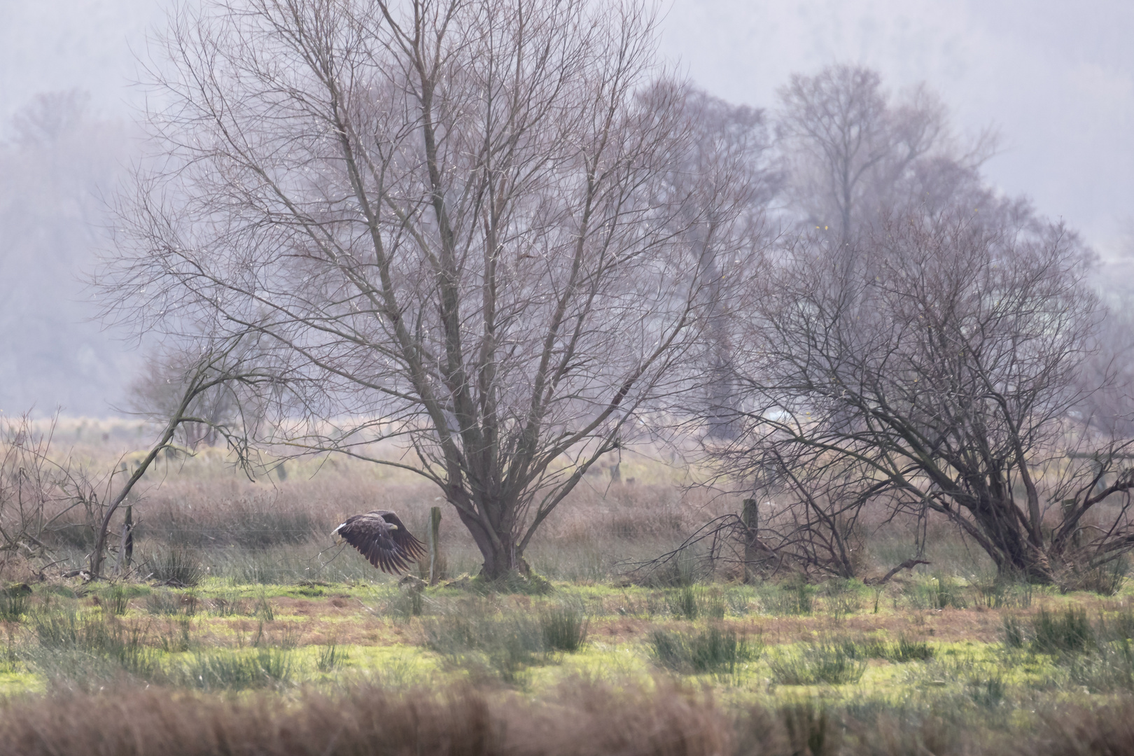 Meerbruchswiesen mit Seeadler Foto & Bild deutschland, europe