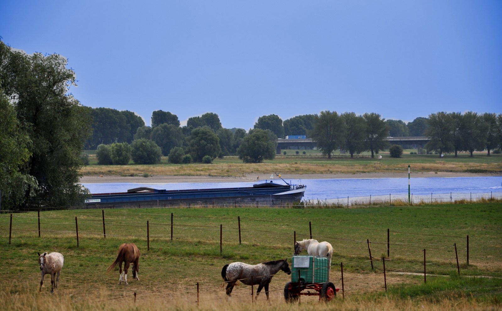 Meerbusch - Pferde, Rhein