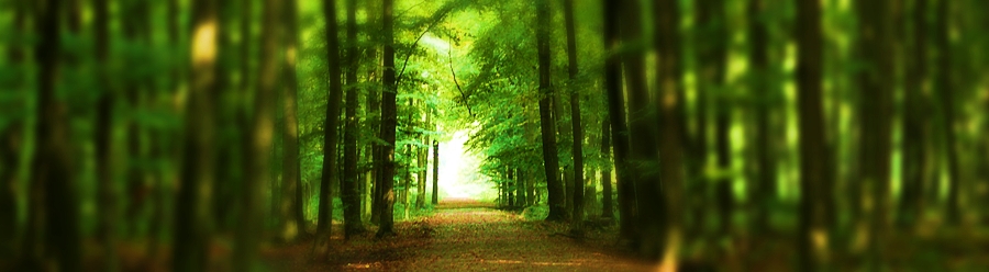 Meerbuscher Wald im Frühherbst