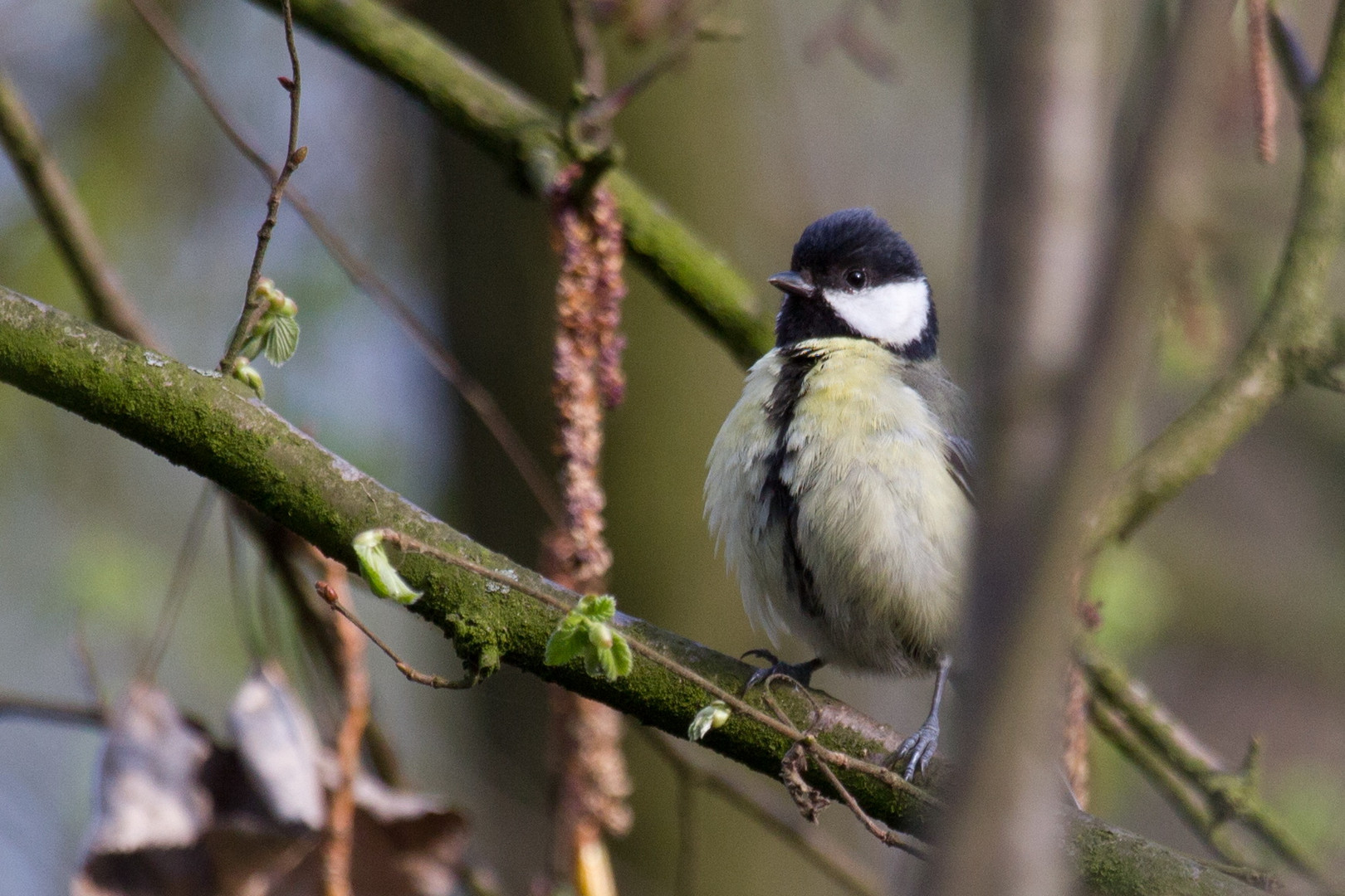 Meerbuscherwald Meise im April