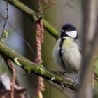 Meerbuscherwald Meise im April