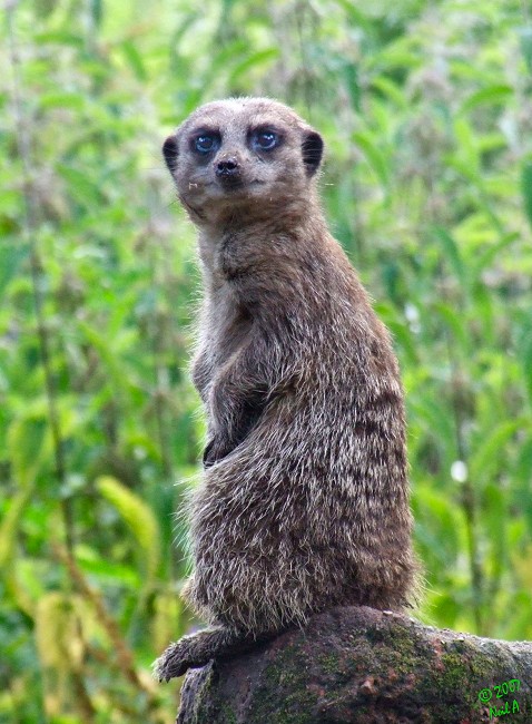 Meercat