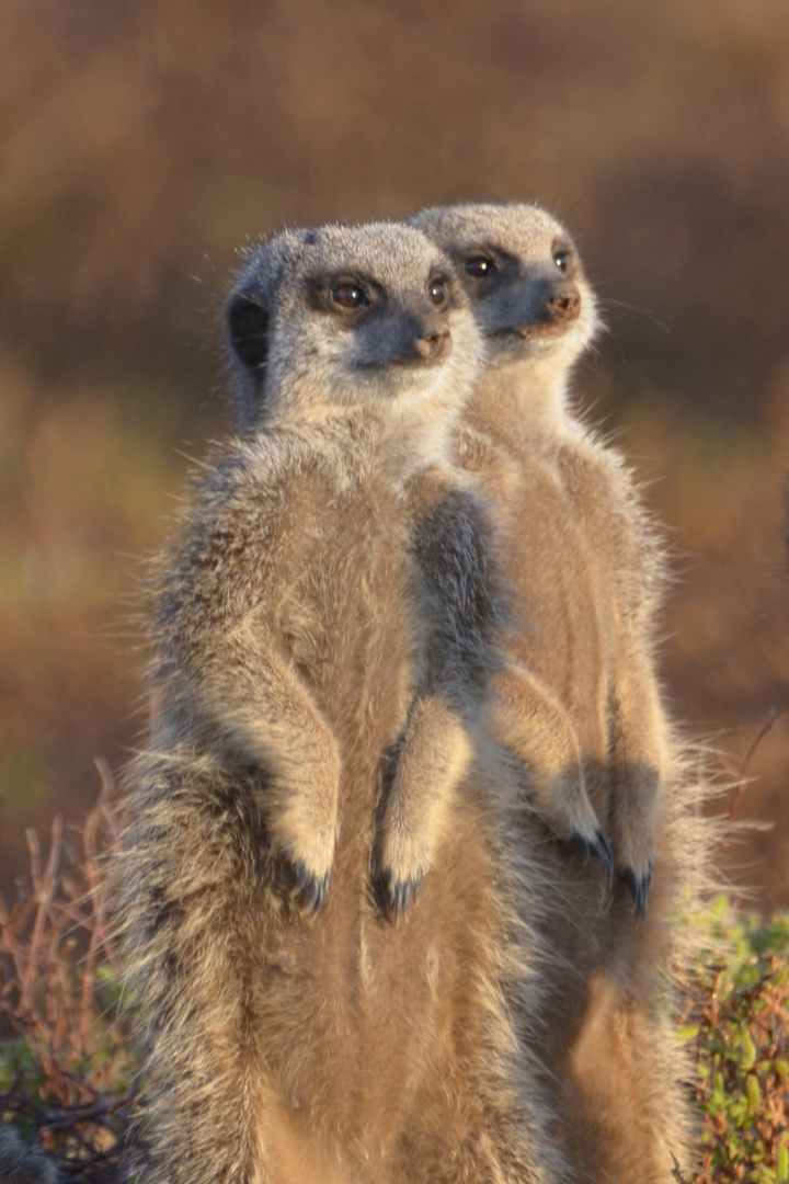 meercat posing