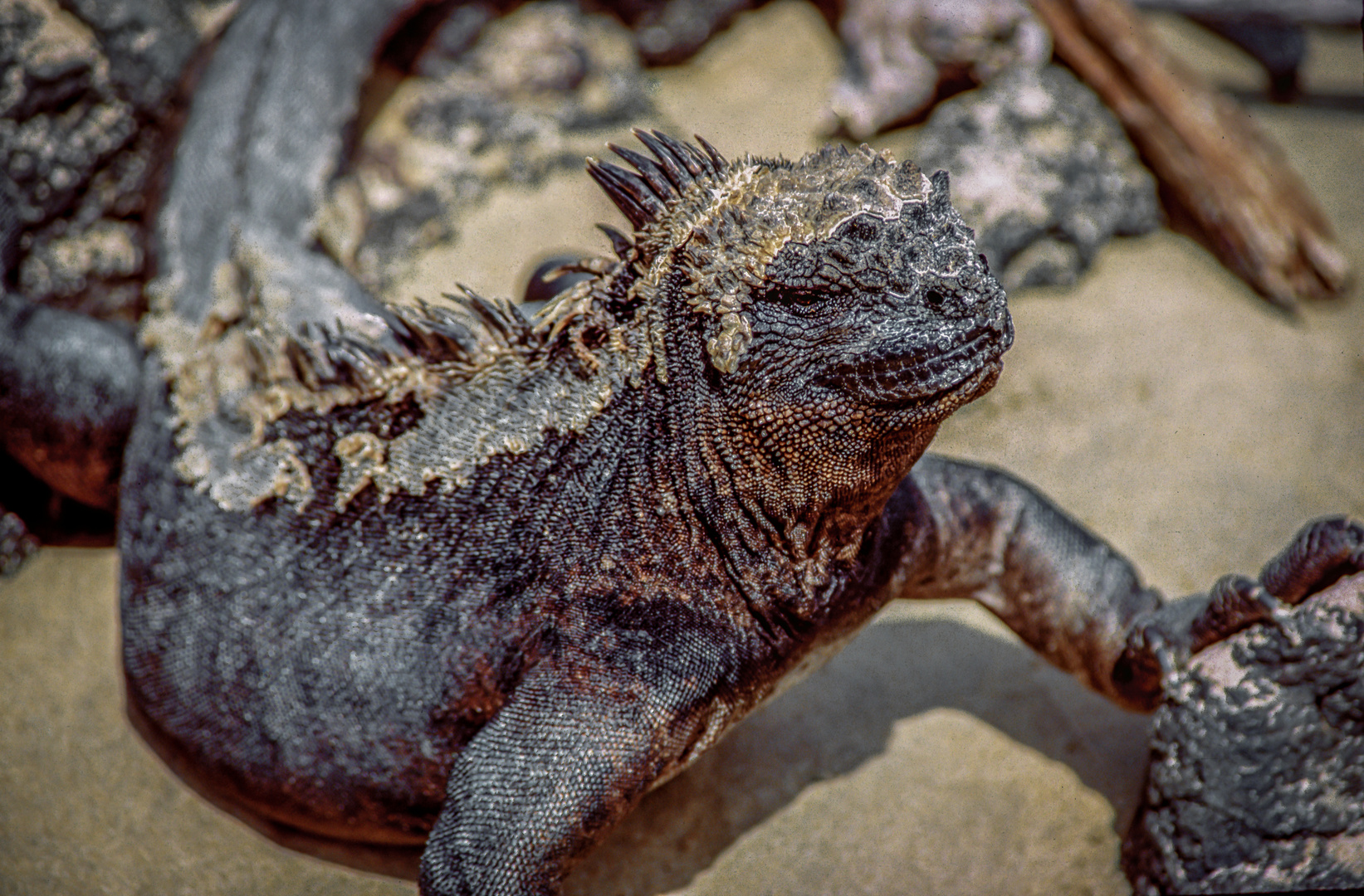 Meerechse auf Galapagos