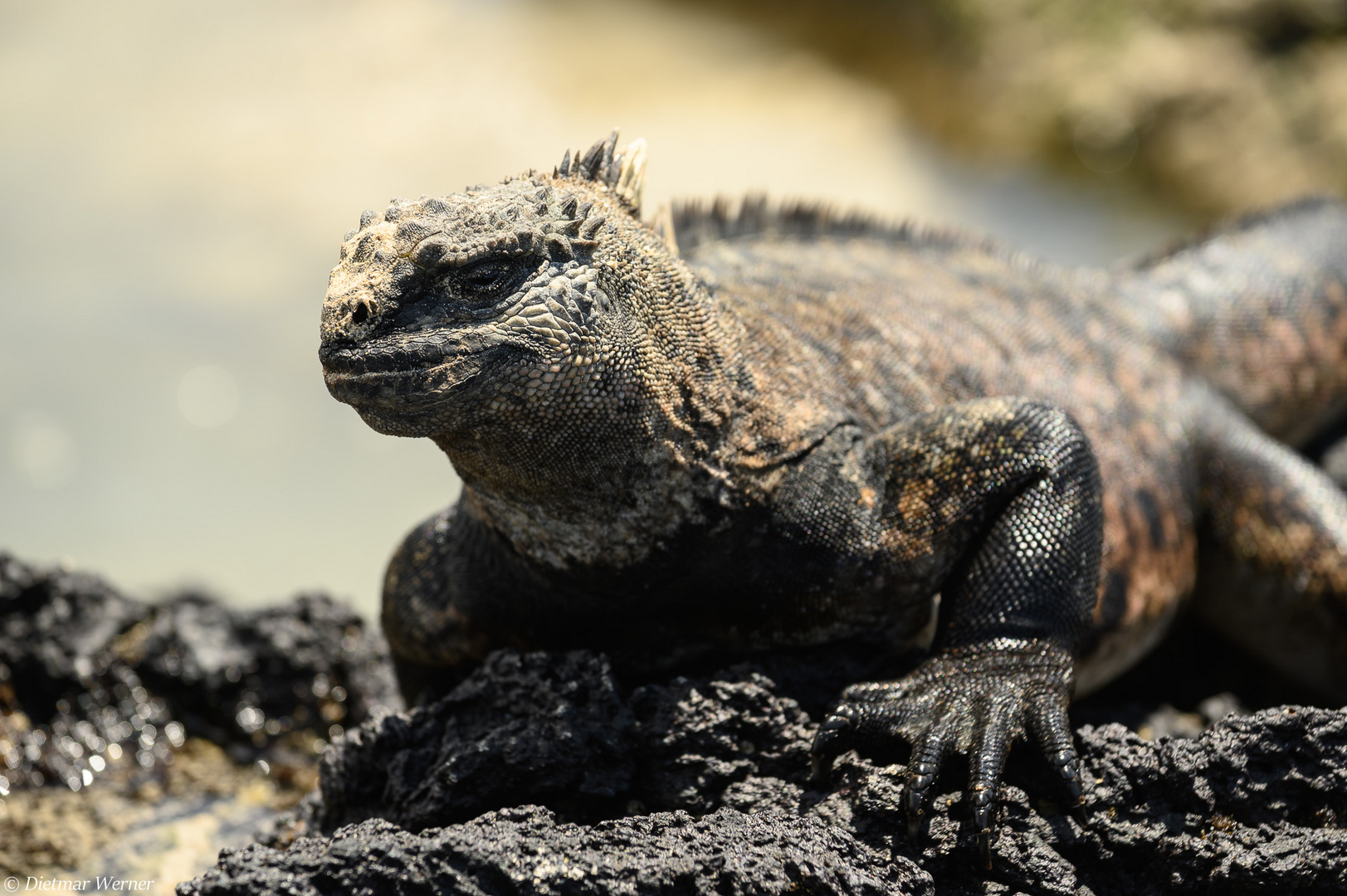 Meerechse Foto & Bild tiere, wildlife, amphibien & reptilien Bilder