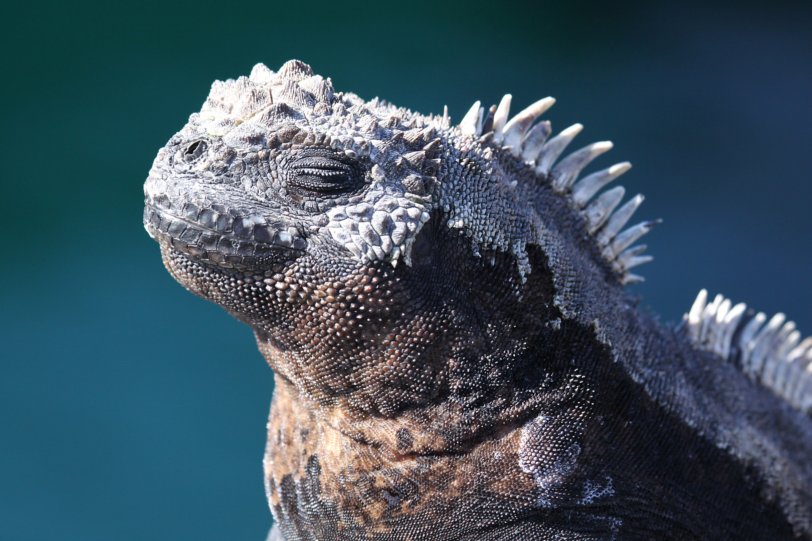 Meerechse - Galapagos - Ecuador