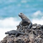 Meerechsen (Amblyrhynchus cristatus), Isabela, Galápagos