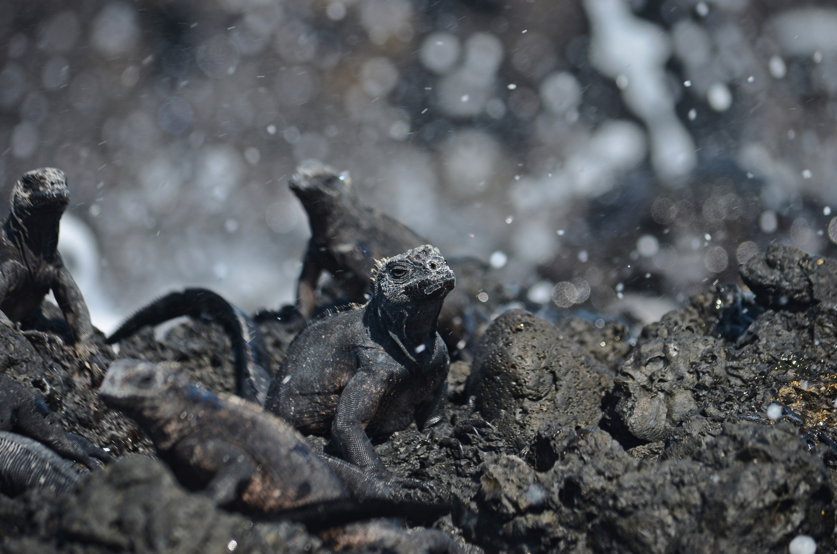 Meerechsen auf Galapagos