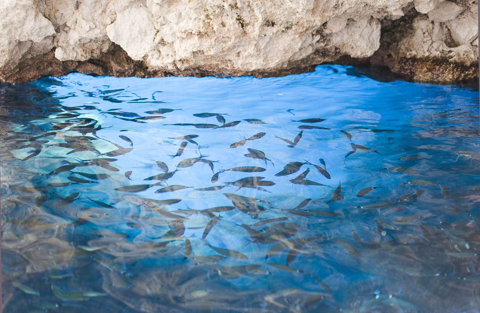 Meerefauna in der blauen Lagune