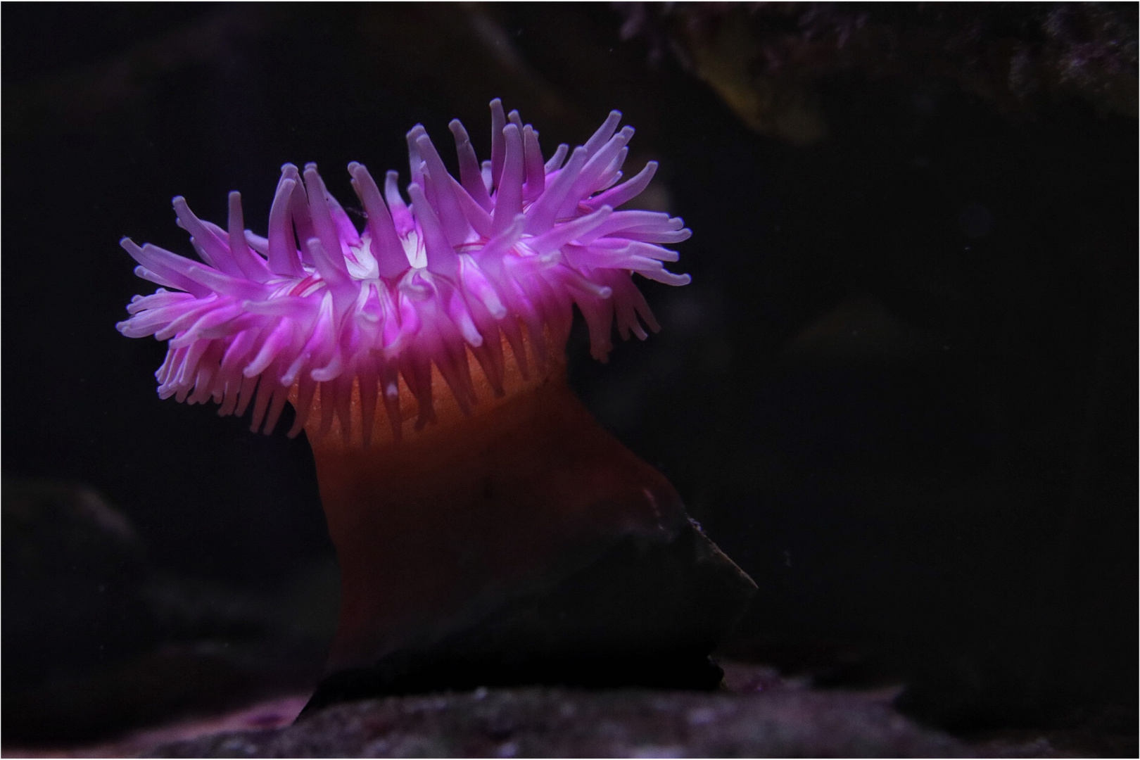 Meeres Anemone... Foto & Bild | wasser, natur, wildlife Bilder auf