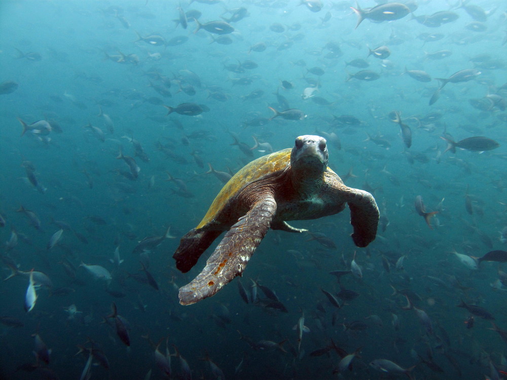 Meeres-Schildkröte auf den Galapagosinseln