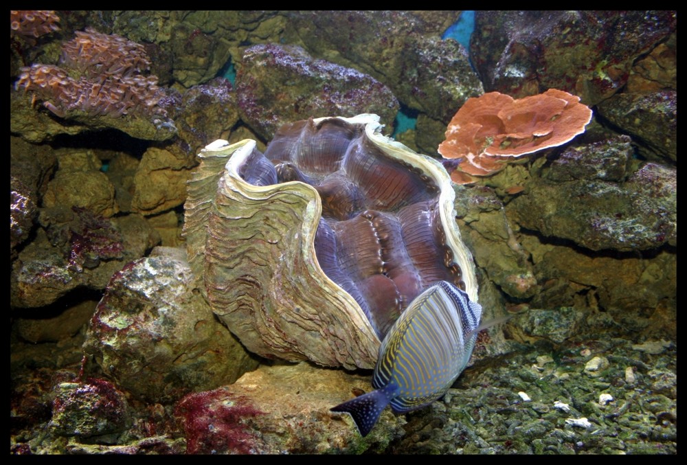 Meeresaquarium 2