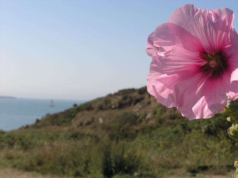 Meeresblick auf der Insel Houat in der Bretagne