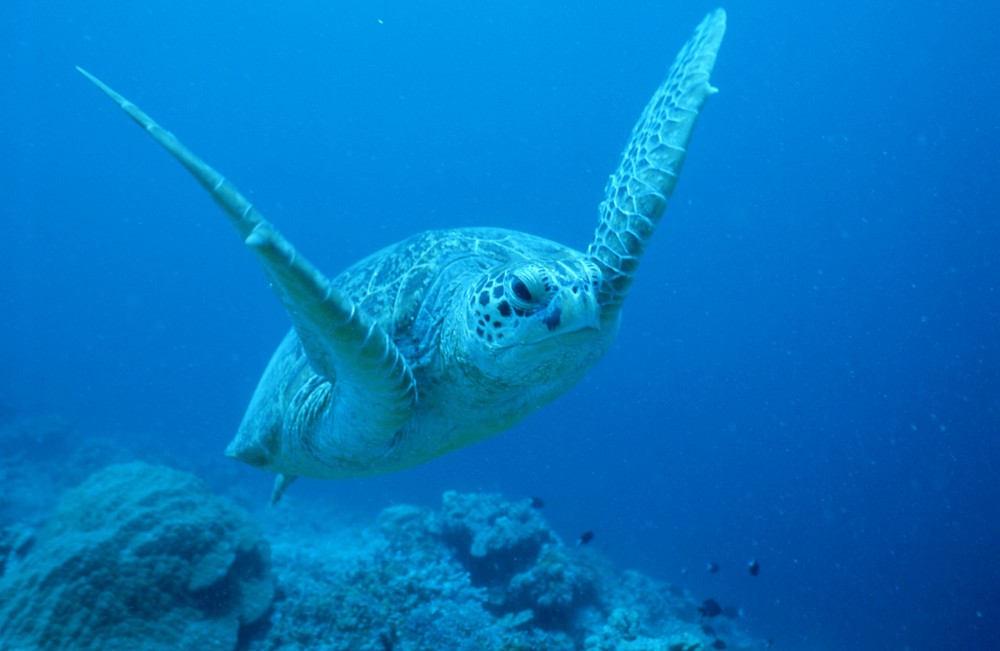 Meereschildkröte vor Sipadan (Borneo)