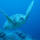 Meereschildkröte vor Sipadan (Borneo)