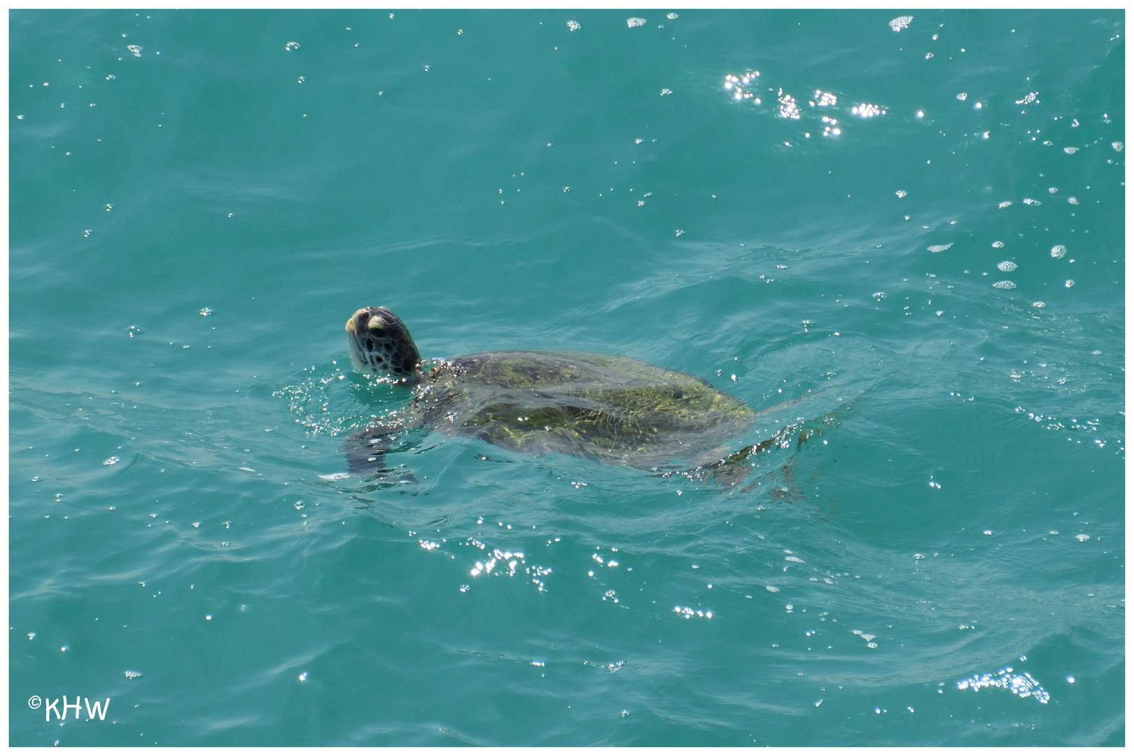 Meereschildkröte vor Sur (Golf von Oman)