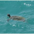 Meereschildkröte vor Sur (Golf von Oman)