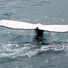 Meeresgigant (Buckelwal) vor Hervey Bay