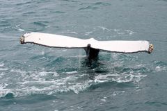 Meeresgigant (Buckelwal) vor Hervey Bay