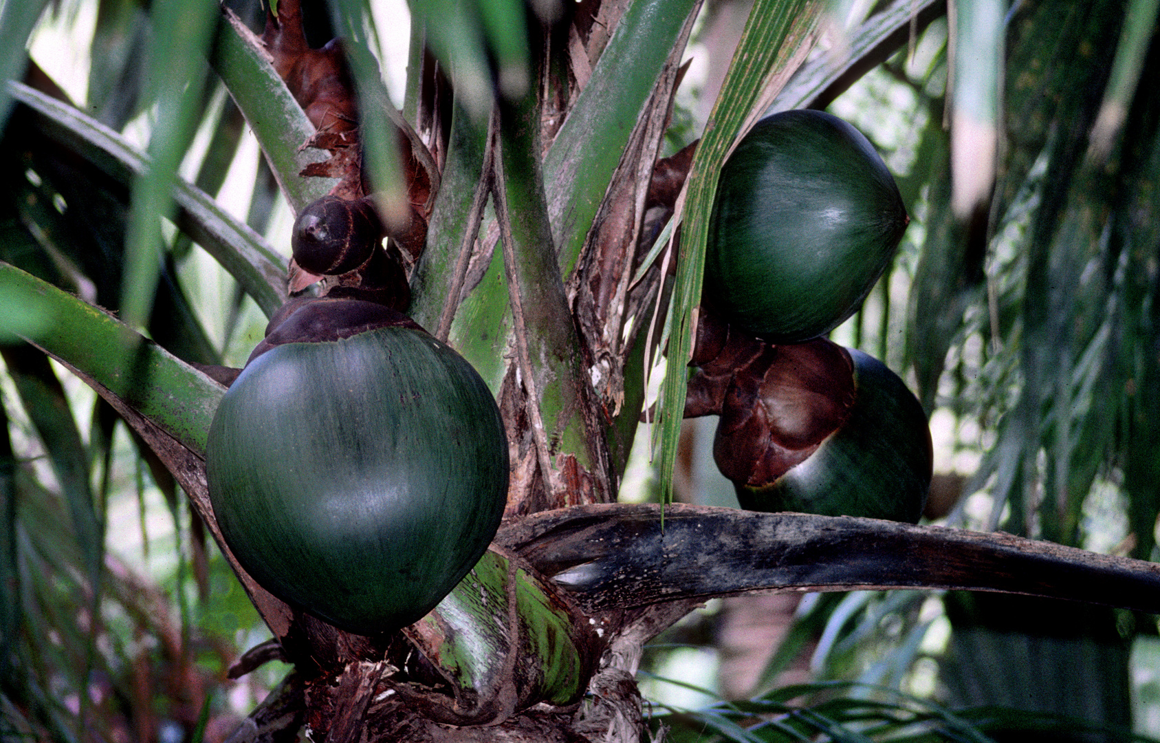 Meereskokosnuss "Koko Dmer" Vallée de Mai, Praslin