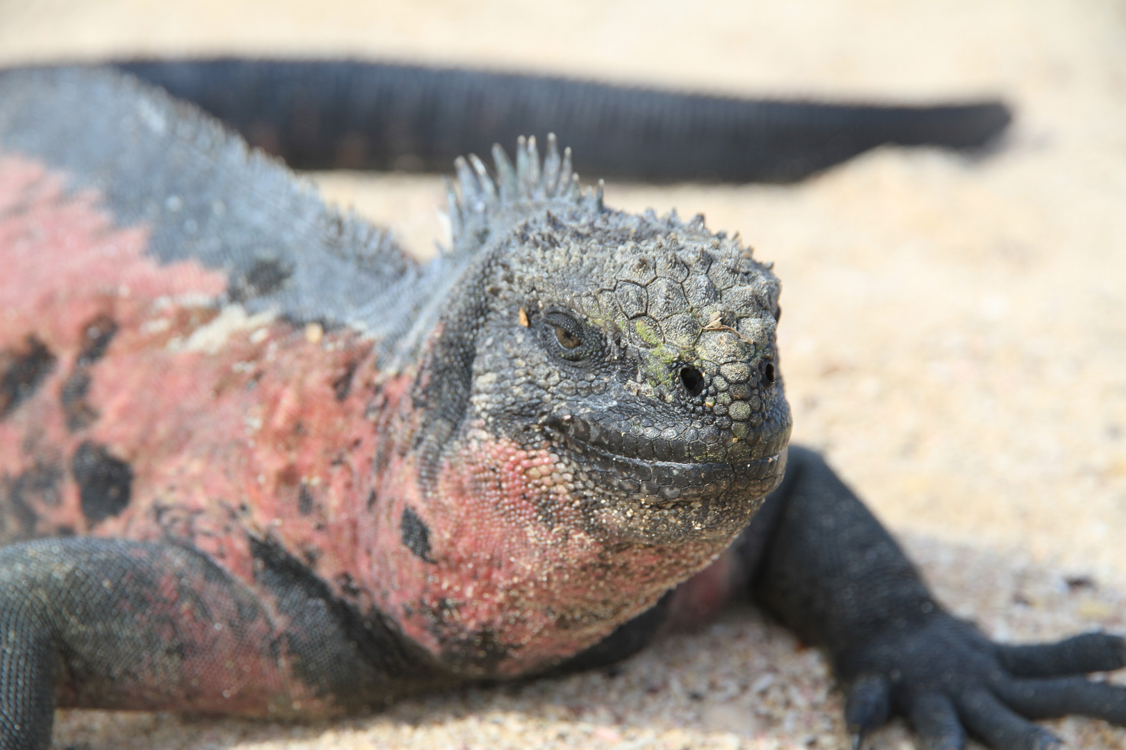 Meeresleguan auf Galapagos