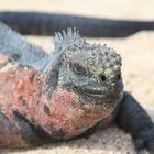 Meeresleguan auf Galapagos