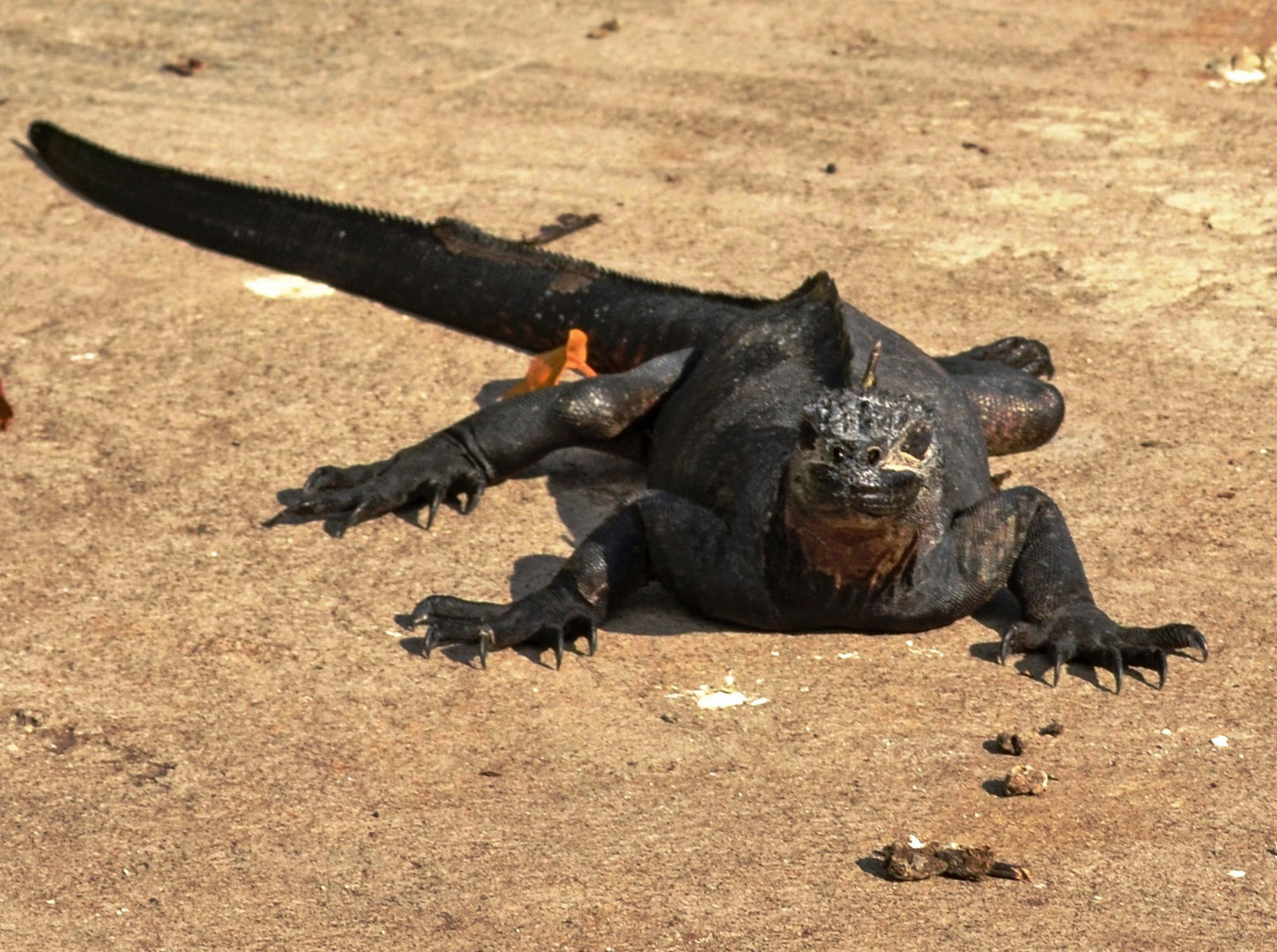 Meeresleguan auf Galapagos