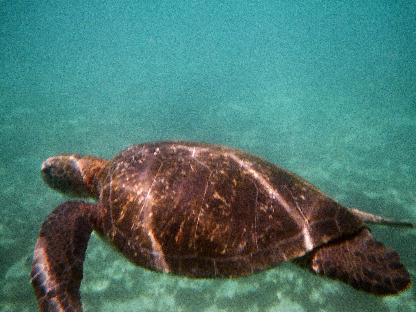 Meeresschildkröte auf Galapagos